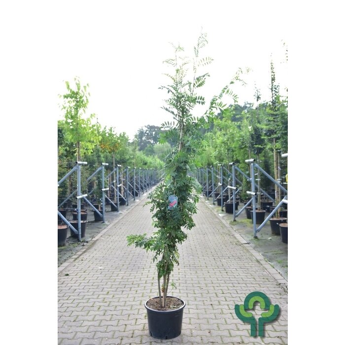 Lijsterbes - Sorbus aucuparia meerstammig