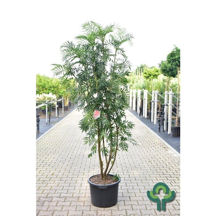 Lijsterbes - Sorbus 'Dodong' meerstammig