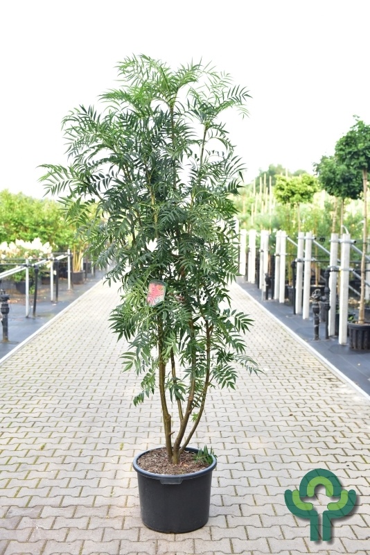 Lijsterbes - Sorbus 'Dodong' meerstammig