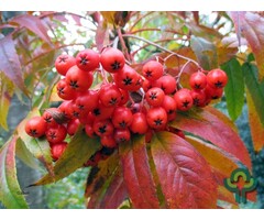 Meerstammige Lijsterbes - Sorbus 'Dodong' meerstammig