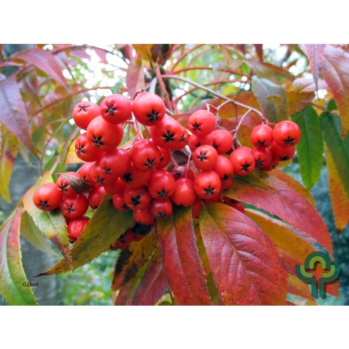 Lijsterbes - Sorbus 'Dodong' meerstammig