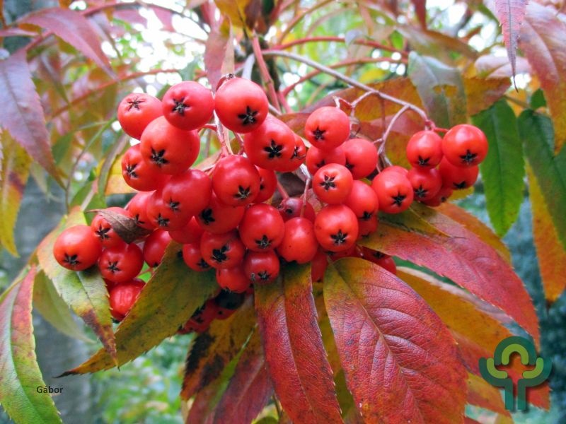 Lijsterbes - Sorbus 'Dodong' meerstammig