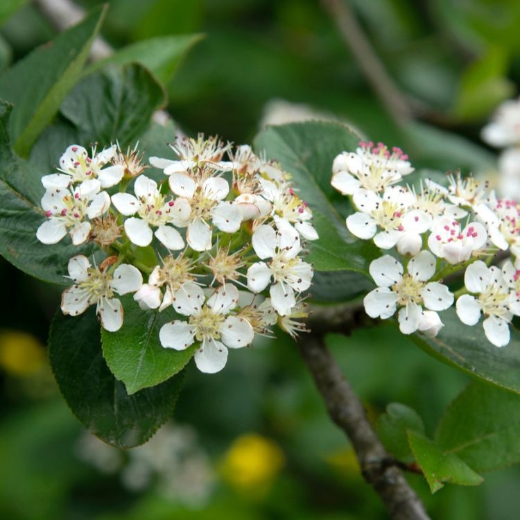 Lijsterbes - Sorbus intermedia meerstammig