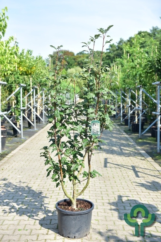 Lijsterbes - Sorbus intermedia meerstammig