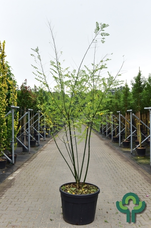 Honingboom meerstammig - Styphnolobium japonicum