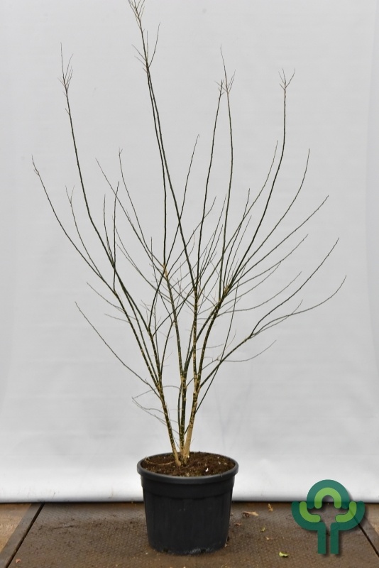 Honingboom meerstammig - Styphnolobium japonicum