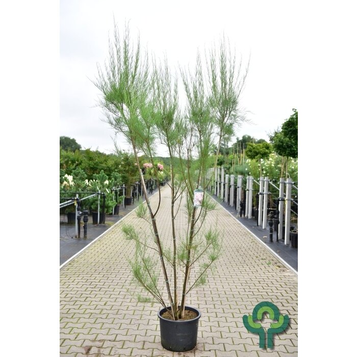 Tamarisk boom - Tamarix meerstammig