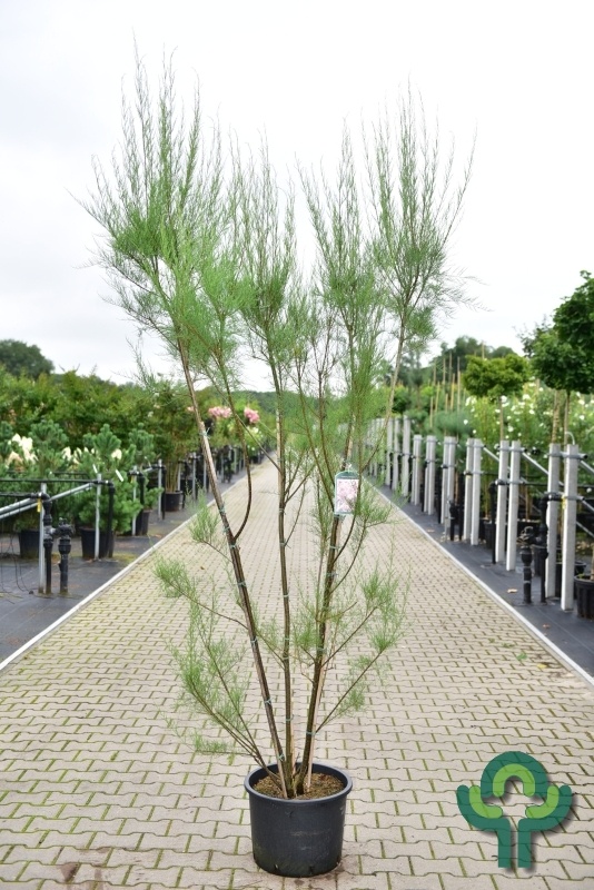 Tamarisk boom - Tamarix tetrandra meerstammig
