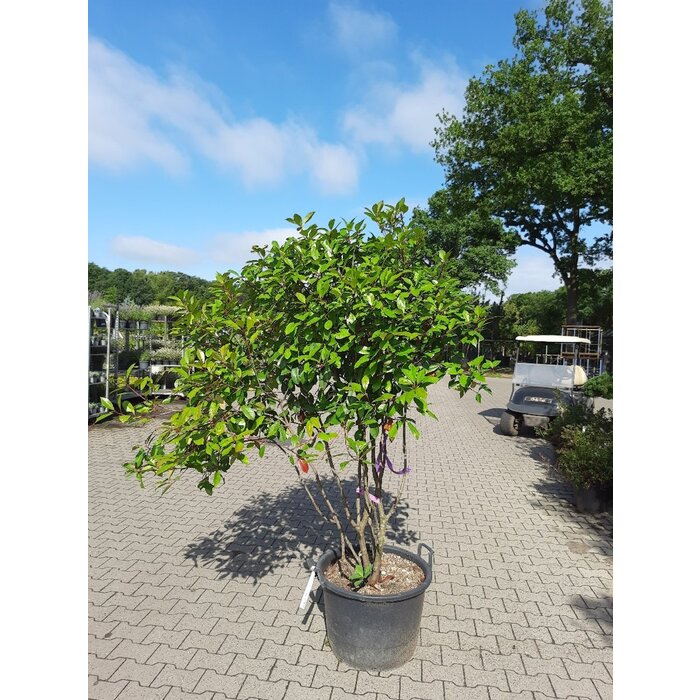 Meerstammige Glansmispel - Photinia fraseri 'Red Robin'
