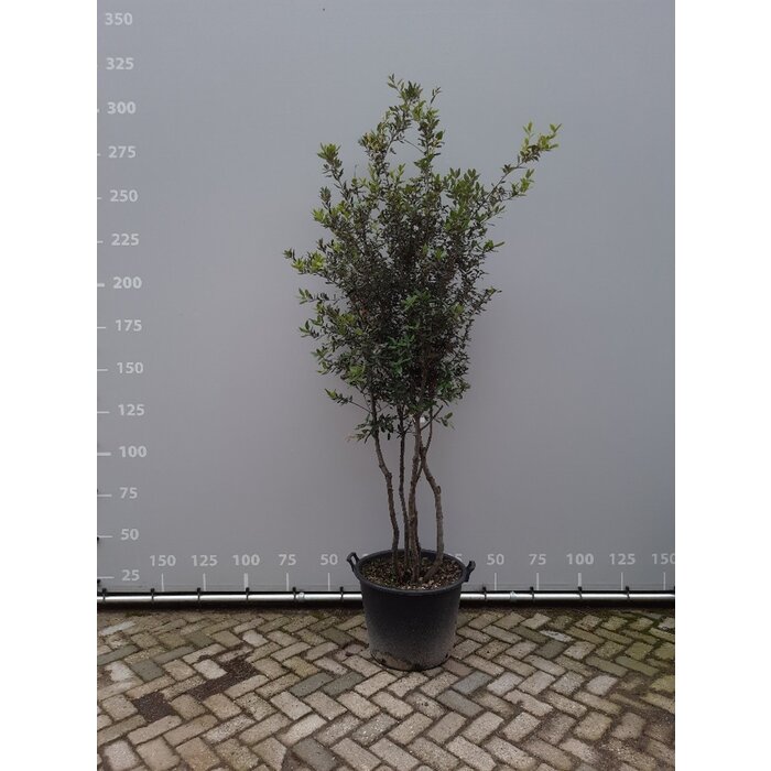 Steeneik boom - Quercus ilex meerstammig