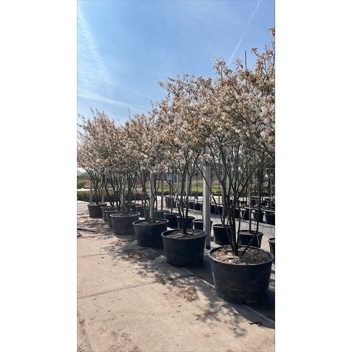 Meerstammige Krentenboom - Amelanchier lamarckii meerstammig