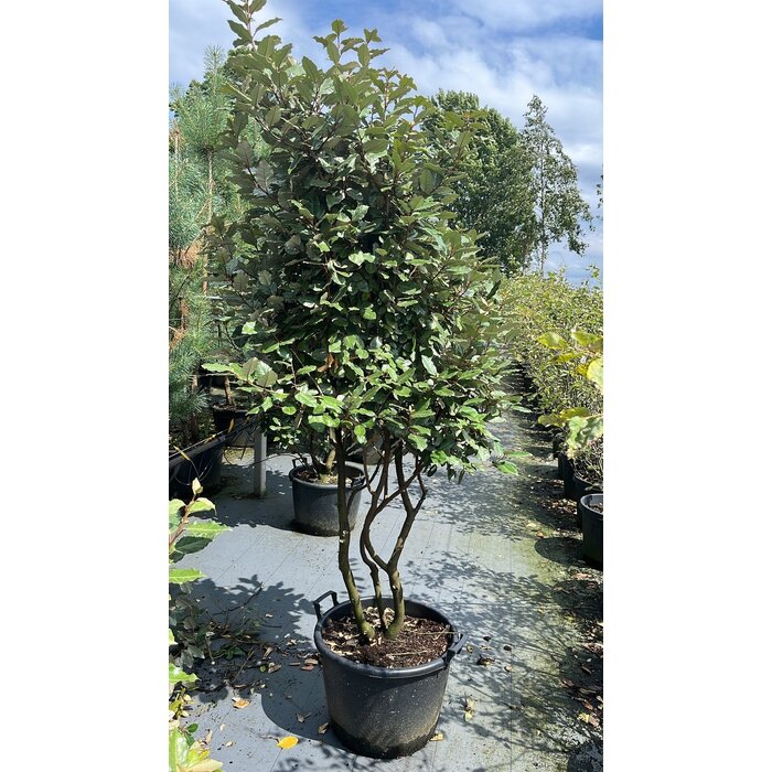 Olijfwilg meerstammig - Elaeagnus ebbingei