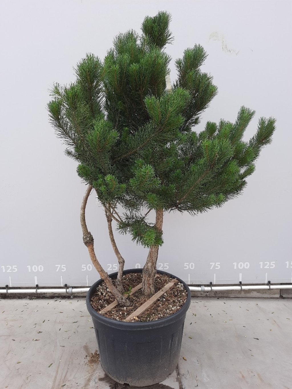 Meerstammige Grove Den  - Pinus sylvestris (Meerstammig)