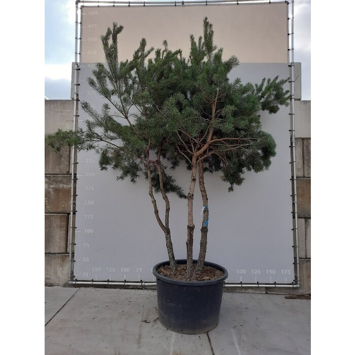 Meerstammige Grove Den  - Pinus sylvestris (Meerstammig)