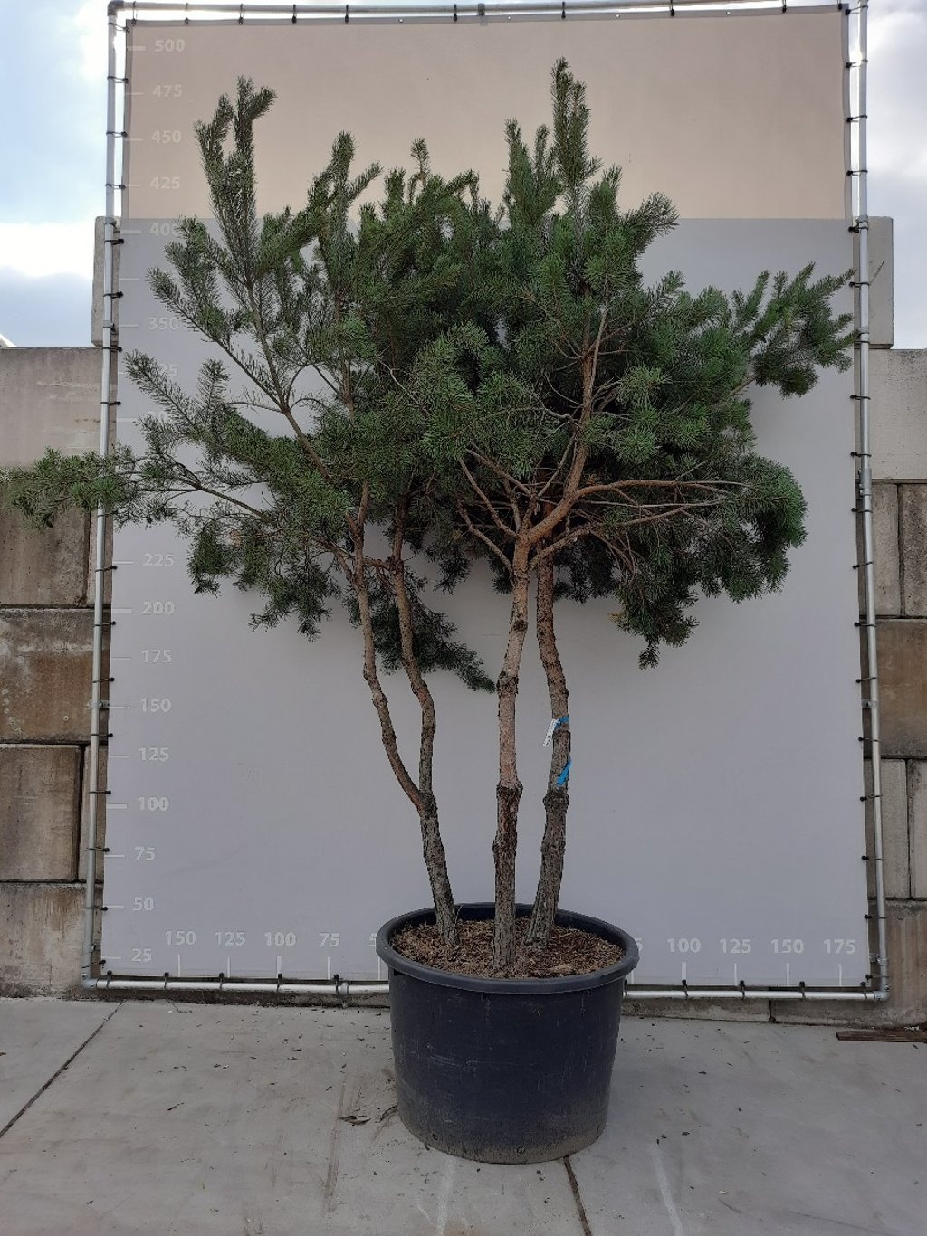 Meerstammige Grove Den  - Pinus sylvestris (Meerstammig)