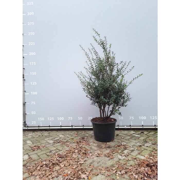 Schijnhulst - Osmanthus burkwoodii (meerstammig)
