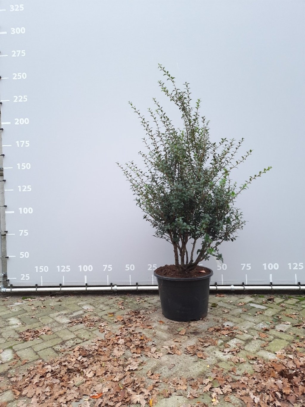 Schijnhulst - Osmanthus burkwoodii (meerstammig)