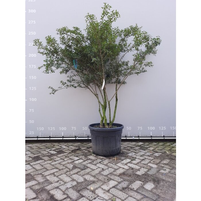 Schijnhulst - Osmanthus burkwoodii (meerstammig)