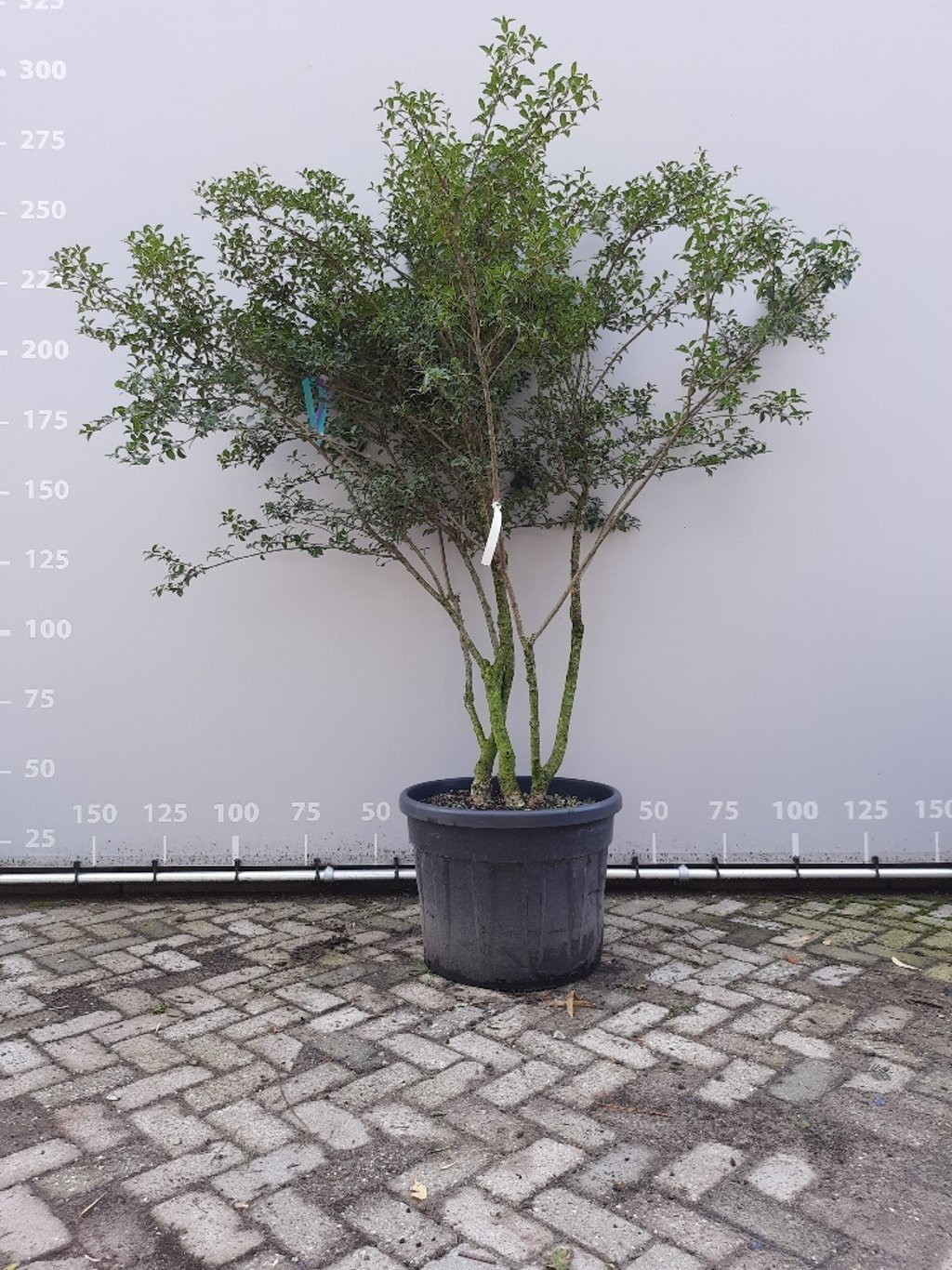 Schijnhulst - Osmanthus burkwoodii (meerstammig)
