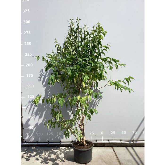 Meerstammige Zevenzonenboom - Heptacodium miconioides meerstammig