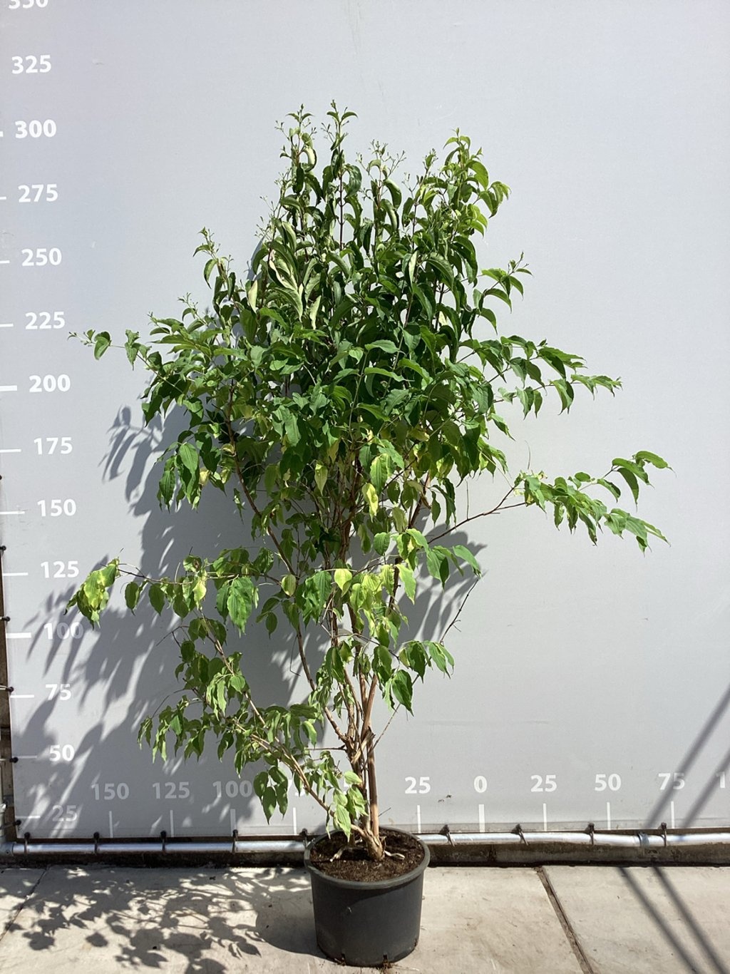 Meerstammige Zevenzonenboom - Heptacodium miconioides meerstammig