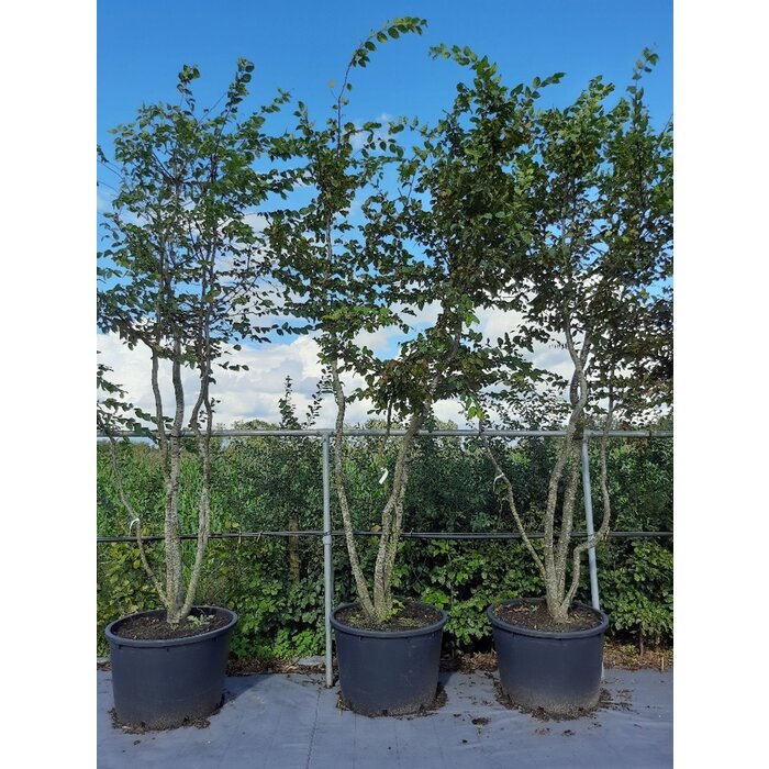 Meerstammige Haagbeuk - Carpinus betulus meerstammig