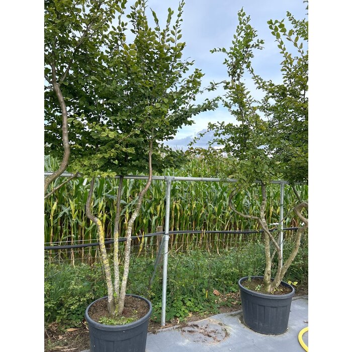 Meerstammige Haagbeuk - Carpinus betulus meerstammig