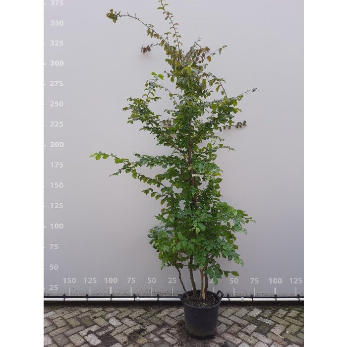 Perzisch IJzerhout - Parrotia persica 'Vanessa' meerstammig