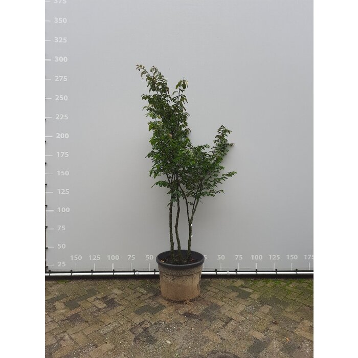 Perzisch IJzerhout - Parrotia persica 'Vanessa' meerstammig