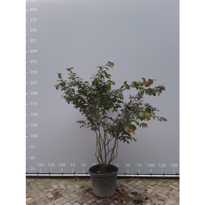 Perzisch IJzerhout - Parrotia persica Persian Spire meerstammig