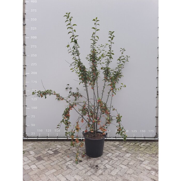 Appelboom - Malus 'Red Sentinel' meerstammig