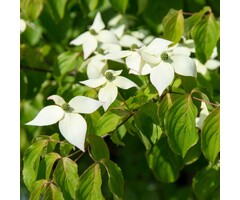 Japanse kornoelje meerstammig - Cornus kousa 'China Girl'