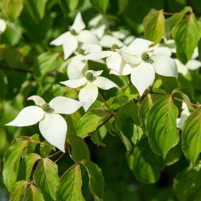 Japanse kornoelje meerstammig (Cornus kousa 'China Girl' )