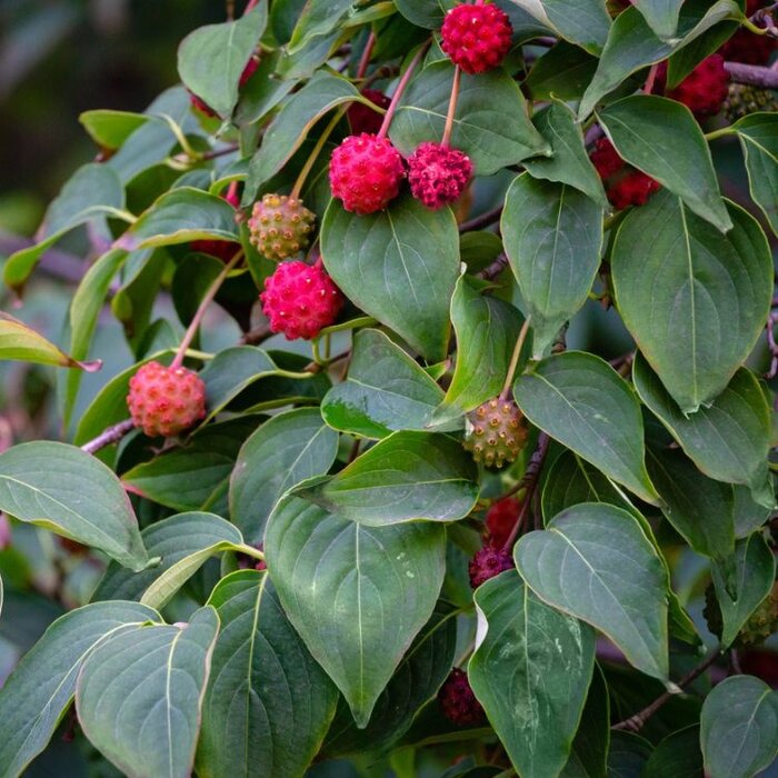 Japanse kornoelje meerstammig (Cornus kousa 'China Girl' )