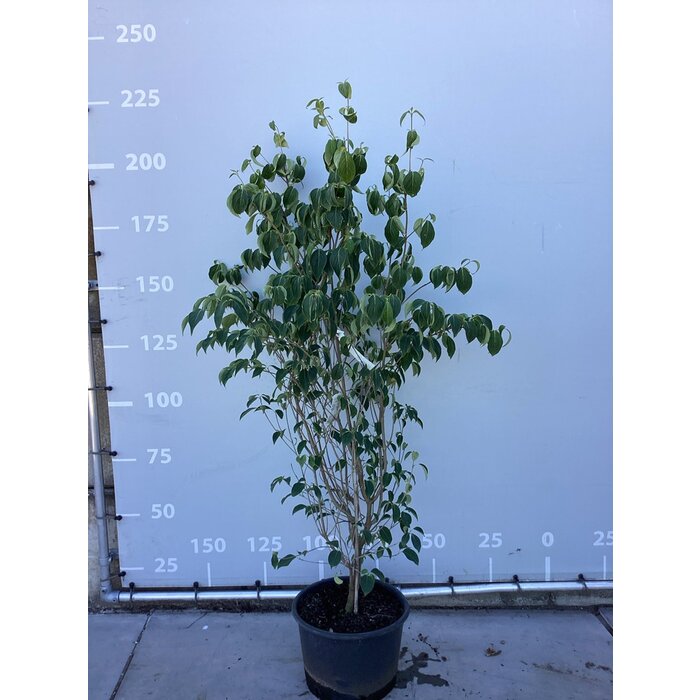 Japanse kornoelje meerstammig (Cornus kousa 'China Girl' )