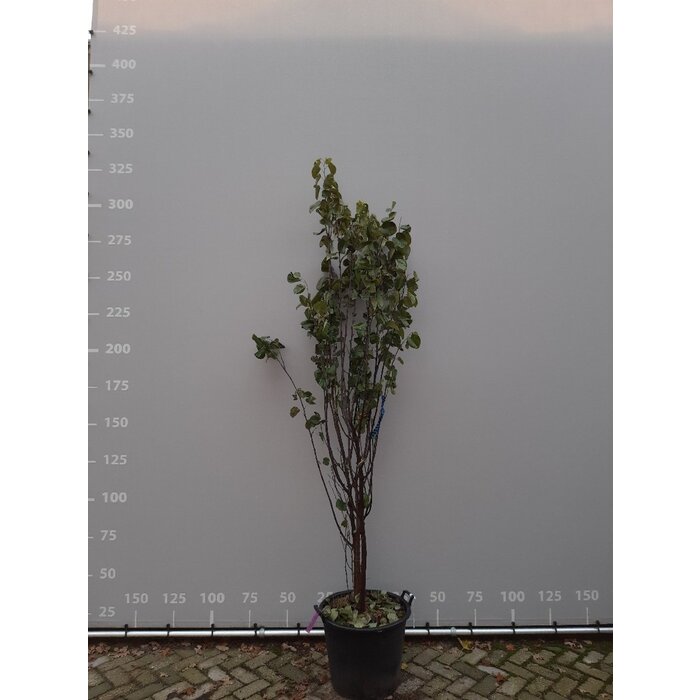 Meerstammige Judasboom - Cercis siliquastrum meerstammig