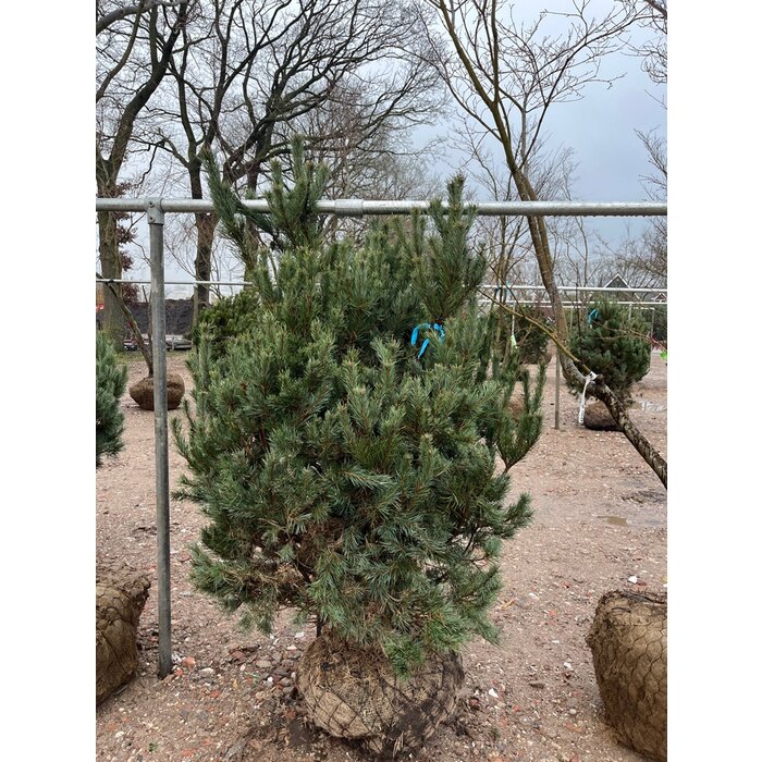 Grove Den - Pinus sylvestris 'Watereri'