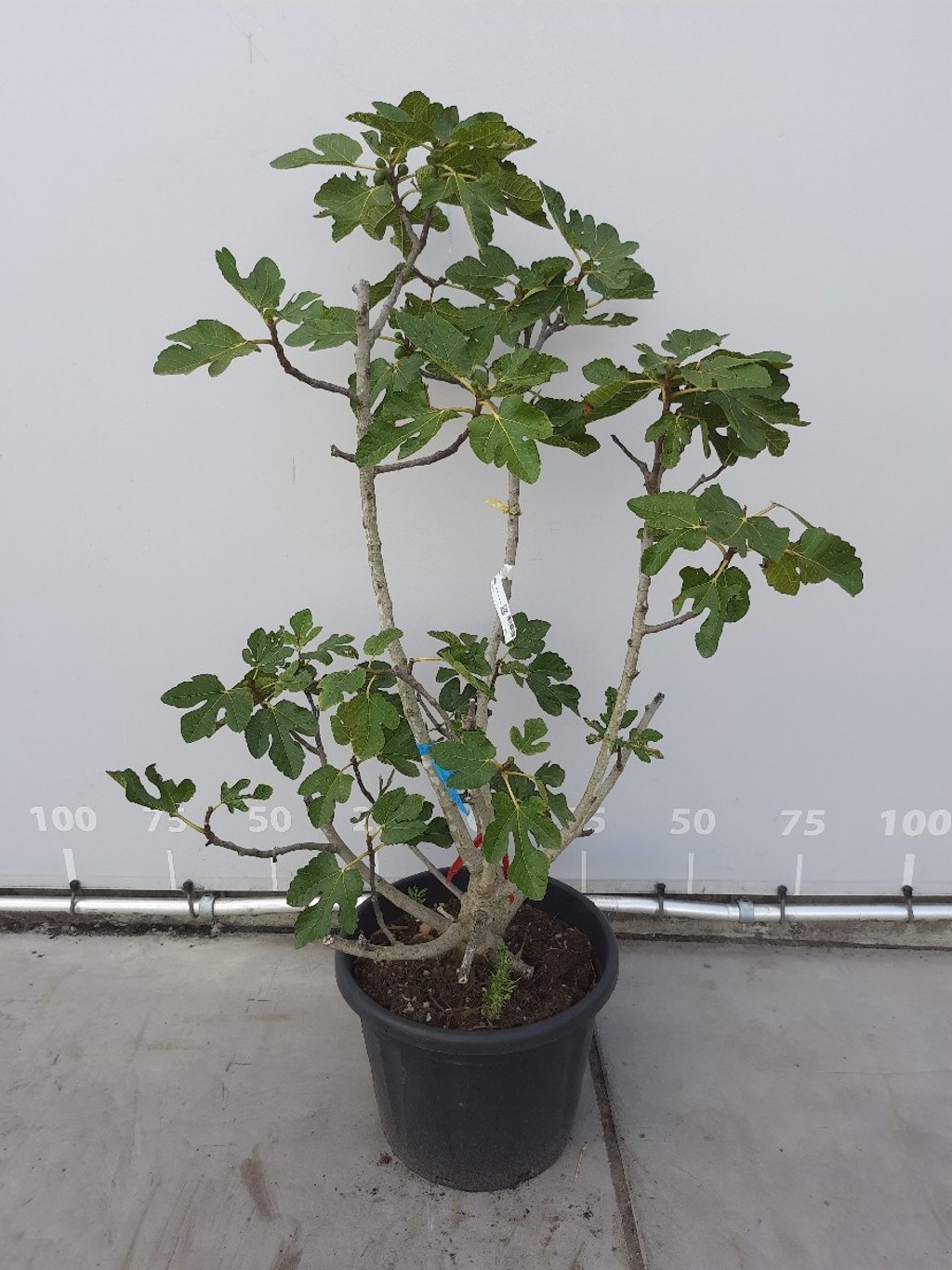 Meerstammige Vijgenboom - Ficus carica meerstammig