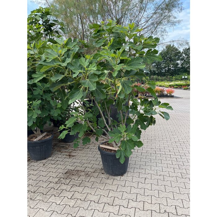 Meerstammige Vijgenboom - Ficus carica meerstammig