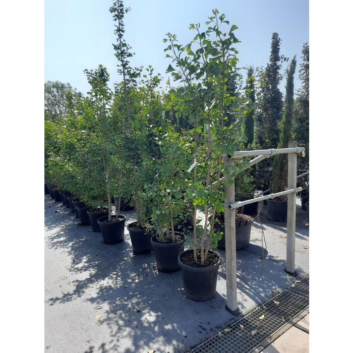 Japanse Notenboom - Ginkgo biloba (meerstammig)