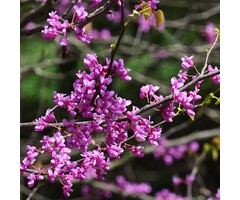 Amerikaanse Judasboom meerstammig - Cercis canadensis 'Merlot'