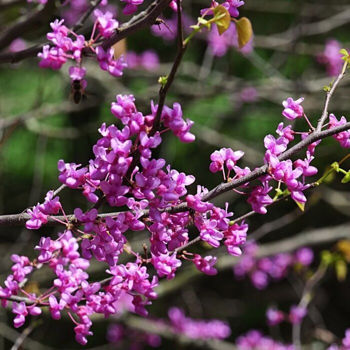 Amerikaanse Judasboom meerstammig - Cercis canadensis 'Merlot'