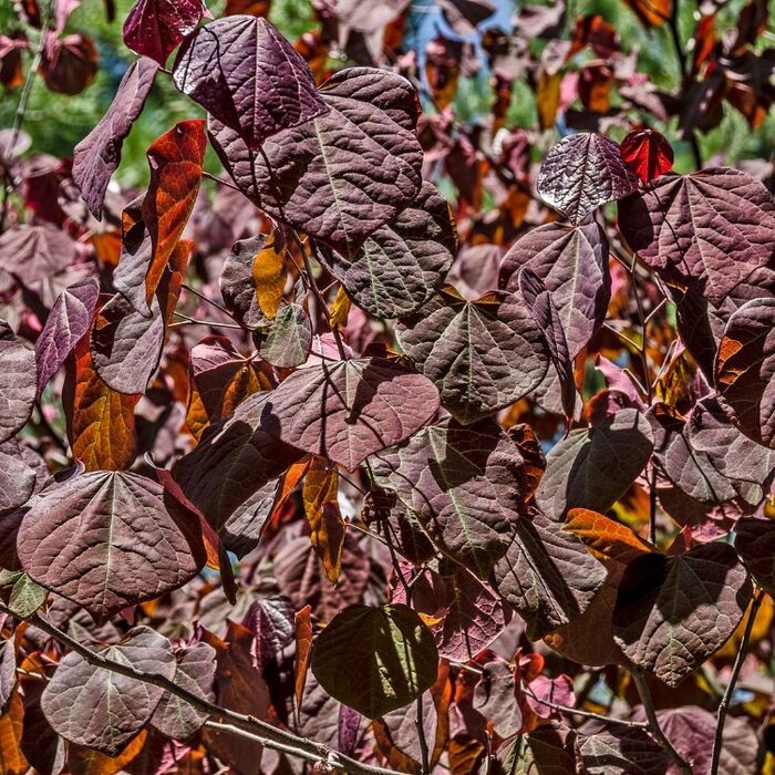 Amerikaanse Judasboom meerstammig - Cercis canadensis 'Merlot'