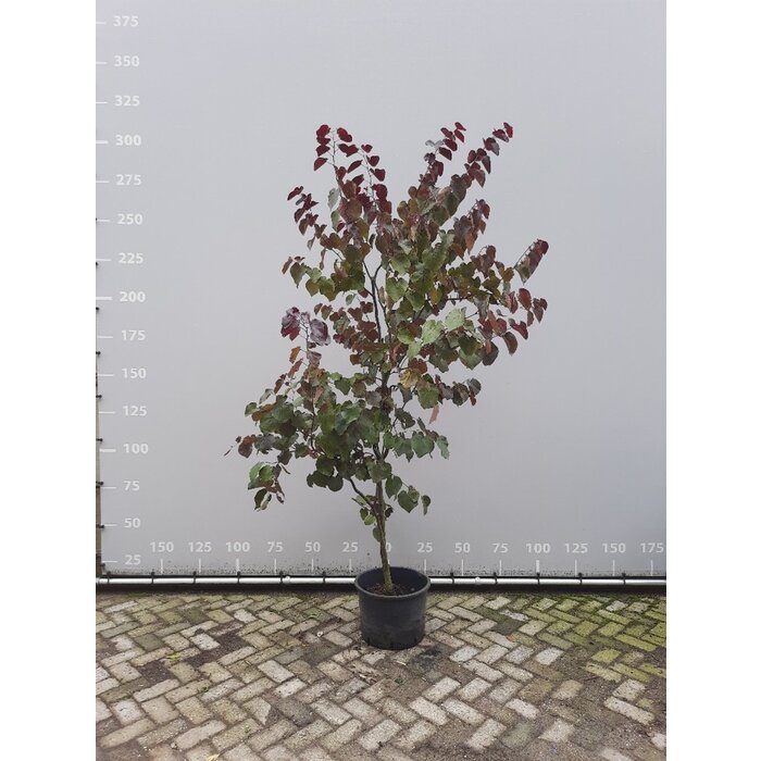 Amerikaanse Judasboom meerstammig - Cercis canadensis 'Merlot'