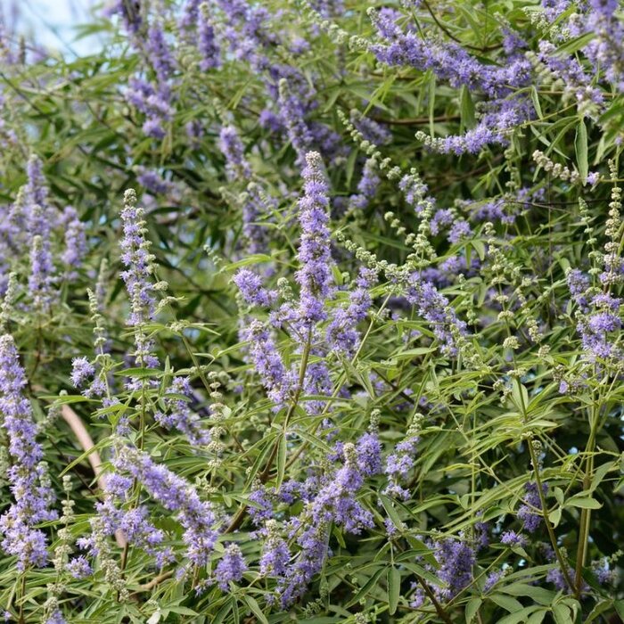 Monnikspeper meerstammig (Vitex agnus-castus)