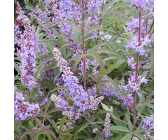 Monnikspeper meerstammig - Vitex agnus-castus