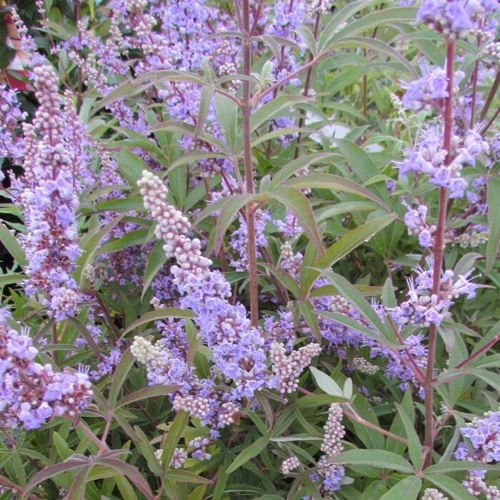 Monnikspeper meerstammig (Vitex agnus-castus)