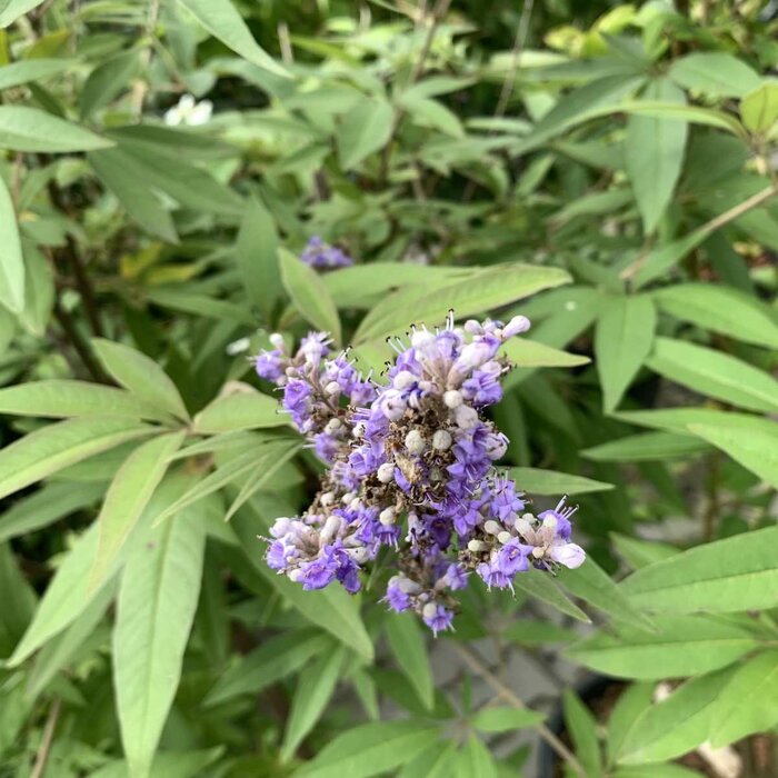 Monnikspeper meerstammig (Vitex agnus-castus)