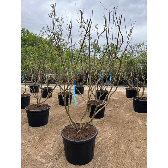 Monnikspeper meerstammig (Vitex agnus-castus)