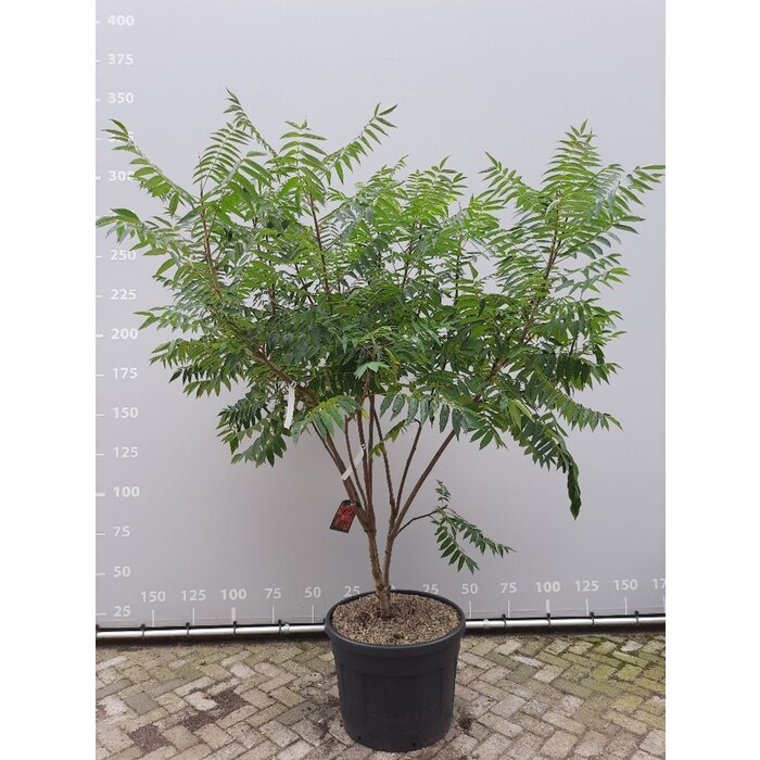 Fluweelboom - Rhus typhina meerstammig
